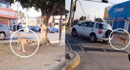 Video: Perrito corre detrás de camioneta de su dueña que lo abandonó en Puebla 