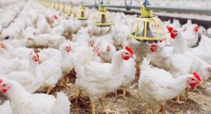 Descartan riesgo de contagios tras primera muerte de gripe aviar H5N2 en México