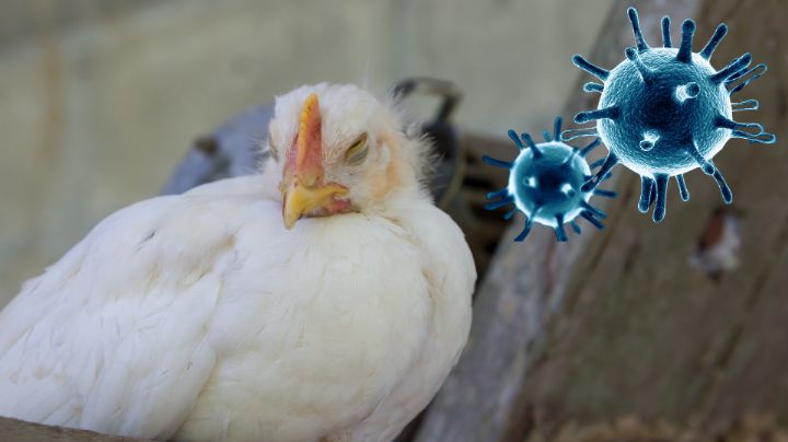 Muere hombre infectado por gripe aviar H5N2 en México