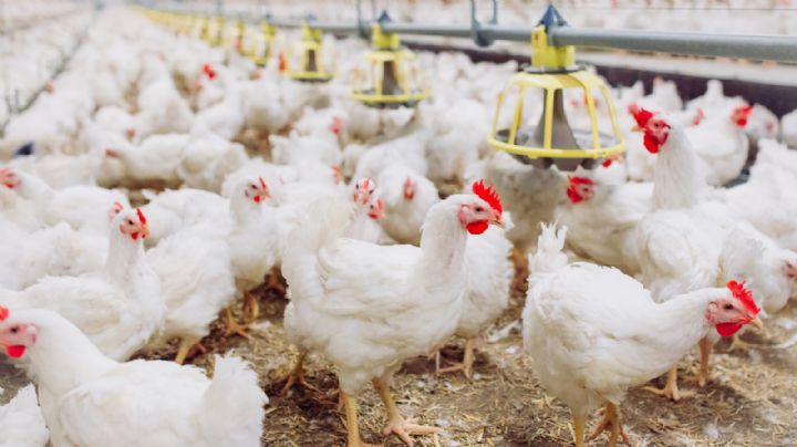 Descartan riesgo de contagios tras primera muerte de gripe aviar H5N2 en México