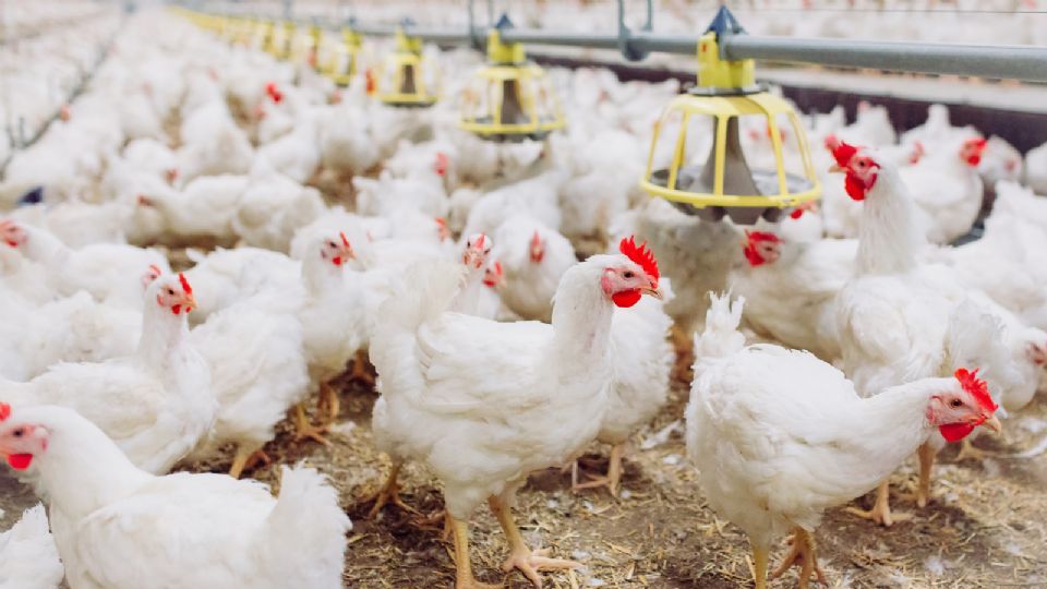 El virus de la gripe aviar se encuentra de manera predominante en aves de corral.