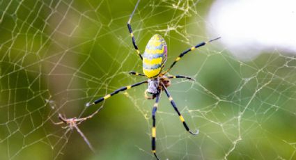 Araña Joro: Así es el arácnido volador y venenoso que ‘invade’ EU