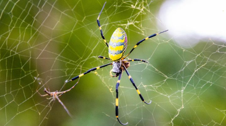Araña Joro: Así es el arácnido volador y venenoso que ‘invade’ EU