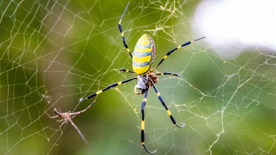 Araña Joro en su telaraña