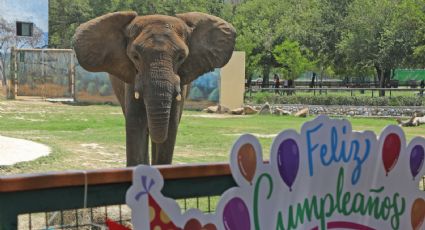 ¡Monty cumplió 18 años! y así fue su fiesta de cumpleaños en el zoológico La Pastora