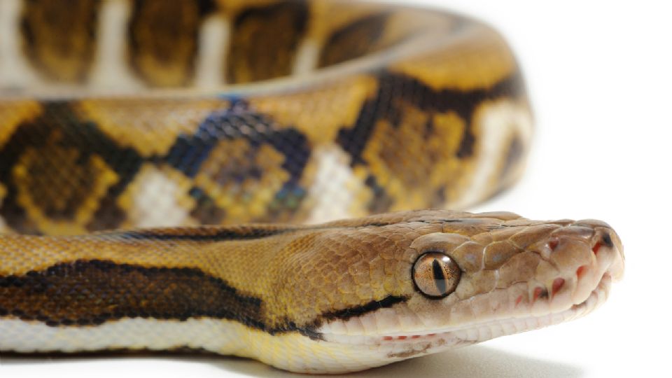 Serpiente pitón reticulada (malayopython reticulatus).