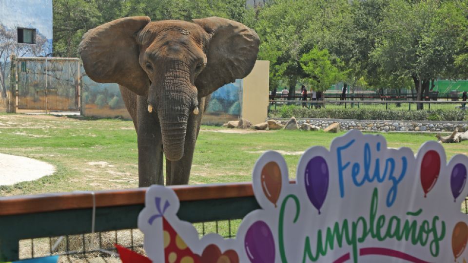 Festejo de Monty en el zoológico La Pastora.