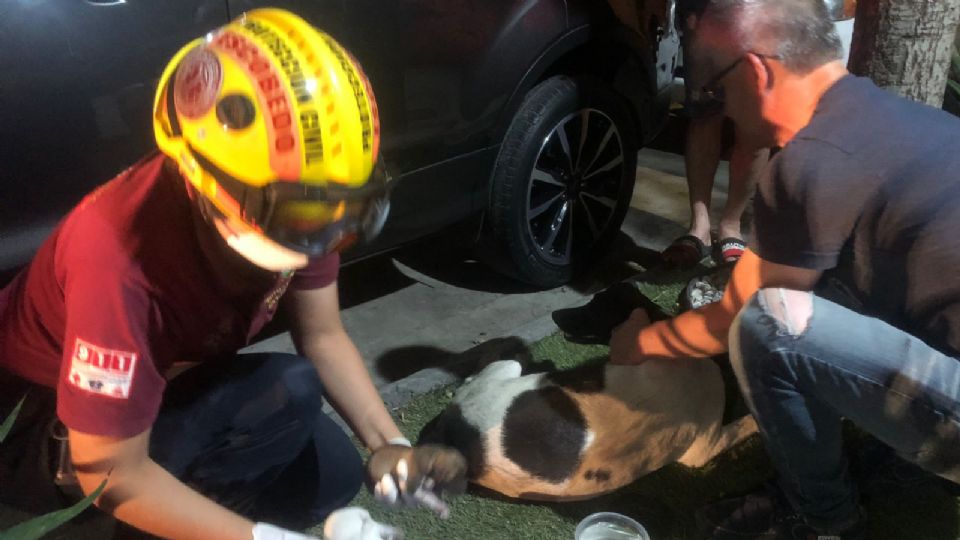 Elementos de Protección Civil de Escobedo auxiliando a la perrita en la vía pública.