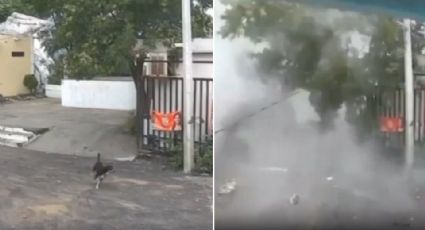 Video: Deslave arrastra rocas del Topo Chico contra casas en Monterrey