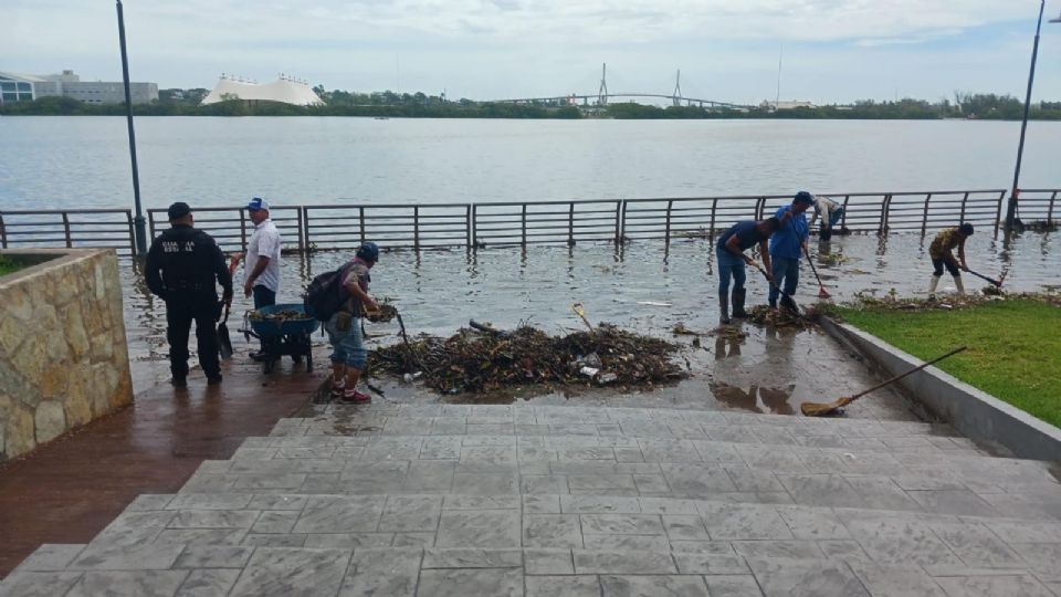 Advierten presencia de cocodrilos en zonas inundadas de Tampico.