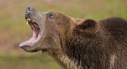 Oso pardo mata a joven frente a su novio en Rumania