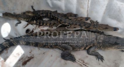 Capturan a 105 cocodrilos en Tamaulipas… ¡en una semana!