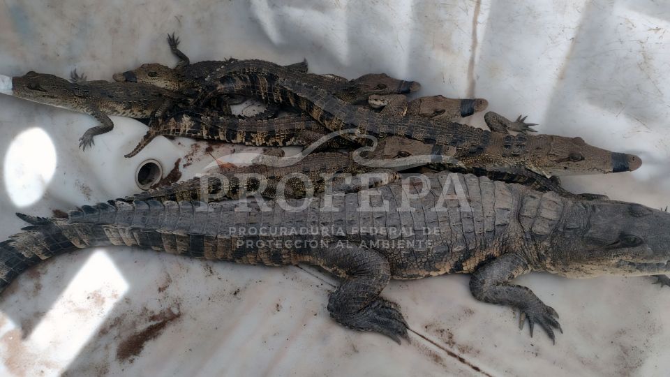 Cocodrilos capturados en Tamaulipas | Profepa