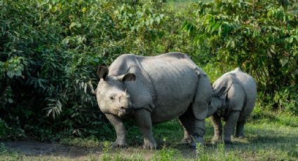 Mueren más de 150 animales por inundaciones en parque de India