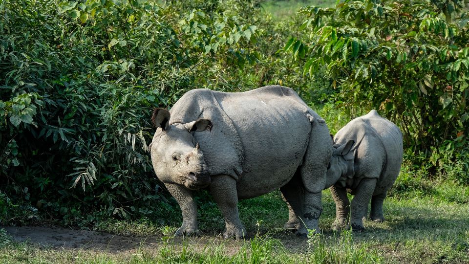 Rinocerontes de un cuerno en el Parque Nacional Kaziranga