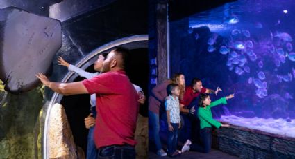 Sealand Monterrey: Anuncia fecha de preventa de boletos para visitar este acuario interactivo