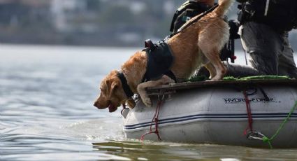 Joe, el perrito rescatista de Protección Civil, alista jubilación tras 6 años de servicio