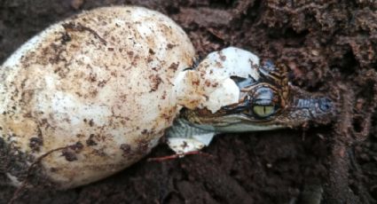 Nacen 60 crías del casi extinto cocodrilo siamés en Camboya