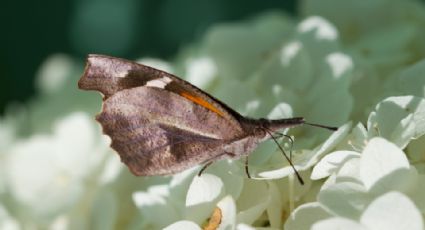 ¿Se adelantó el otoño? Esta es la razón por la que hay miles de mariposas en Monterrey