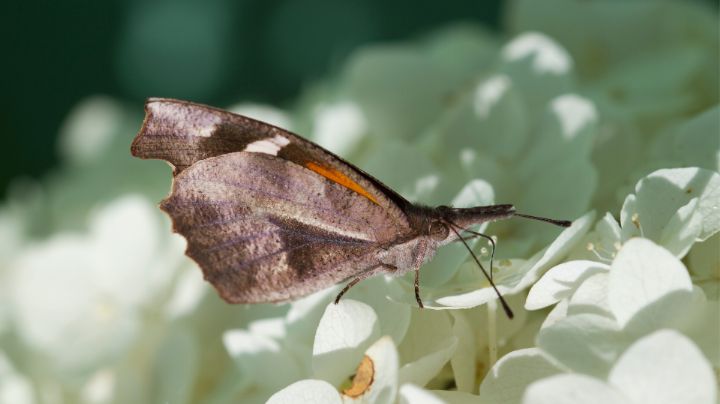 ¿Se adelantó el otoño? Esta es la razón por la que hay miles de mariposas en Monterrey