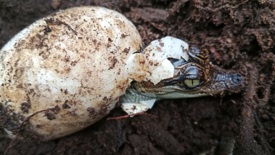 Cocodrilo siamés sale de su huevo