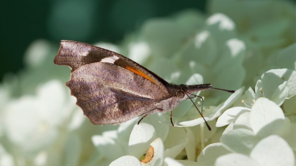 Mariposa gallito en Monterrey