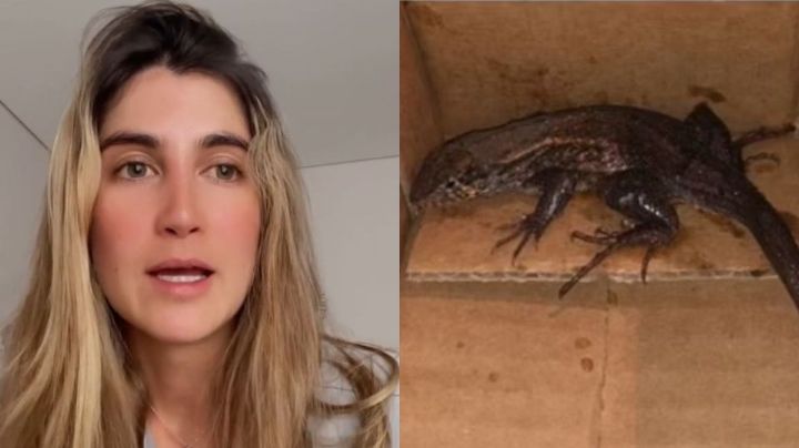 Video: Joven pide una airfryer por Amazon y le envían una lagartija