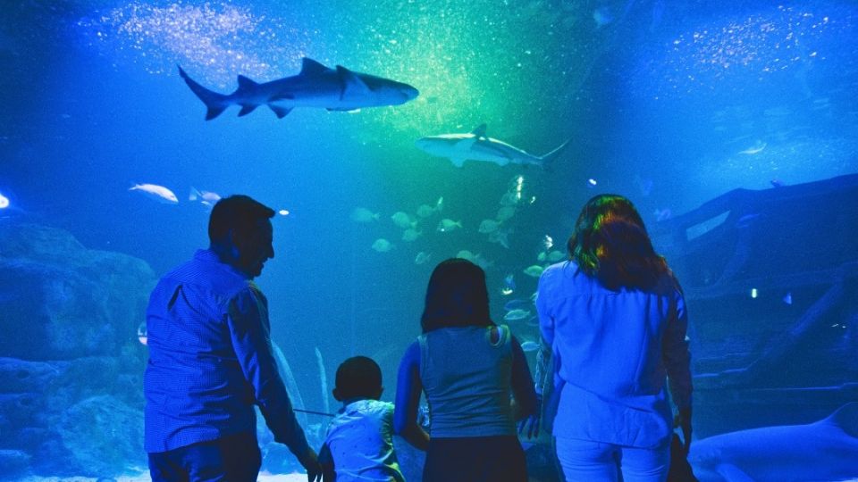 Monterrey tendrá su primer acuario interactivo