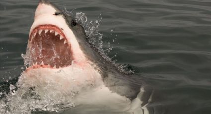 Joven surfista es atacado por un tiburón blanco de 3 metros en Australia