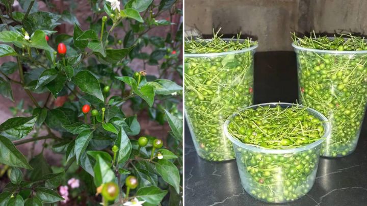 Lluvias levantan plantas de chile del monte en Nuevo León