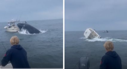 Ballena jorobada voltea un barco y lanza a sus ocupantes al mar