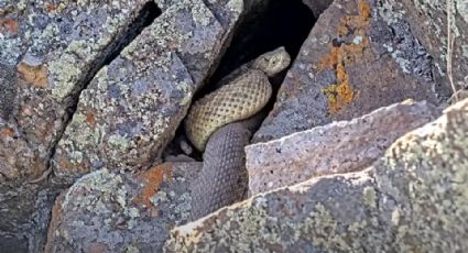 Cámara escondida capta mega-madriguera de víboras de cascabel en Colorado