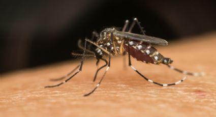 Tamaulipas registra 236 casos positivos a dengue en el transcurso del año