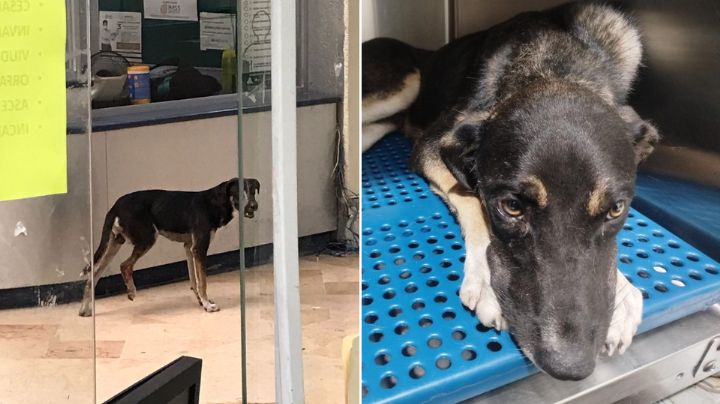 Buscan apoyo para perrito herido y sin hogar que entró a urgencias en clínica del IMSS