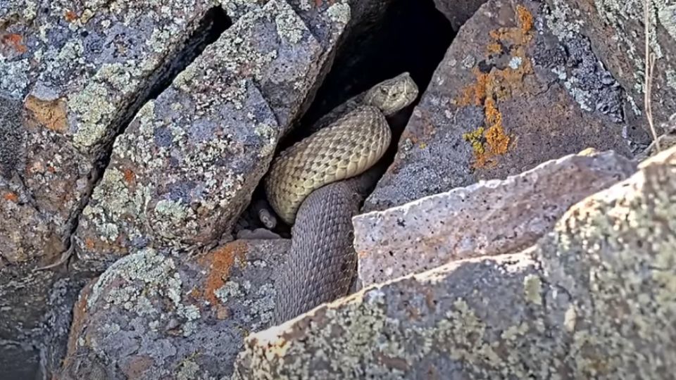 Serpiente de cascabel en su madriguera