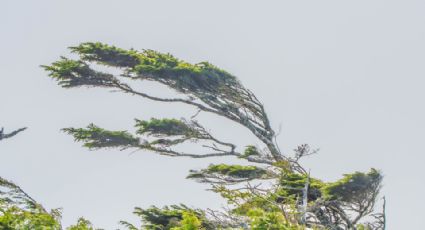 Pronostican viento fuerte para hoy jueves en Nuevo León