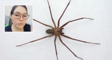 La pica araña violinista en Saltillo; pide apoyo para pagar tratamiento en Monterrey