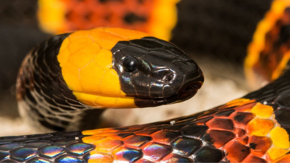 Serpiente de coralillo