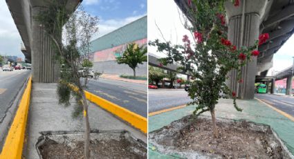 Estado extiende proyecto de arborización a Guadalupe