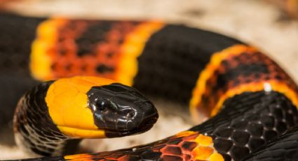 ¿Cómo distinguir una serpiente coralillo real de una falsa?