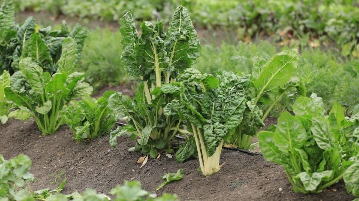 Urgen a modernizar sistemas de riego para aprovechar agua que dejó Alberto