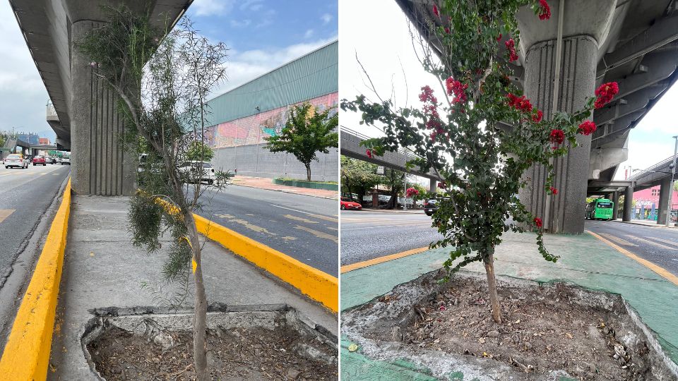 Árboles bajo las líneas del metro