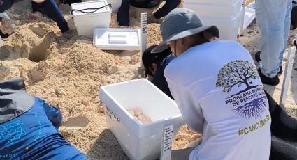 Huracán Beryl: Resguardan 105 mil huevos de tortuga en Cancún, ¿Qué cuidado se les dará?