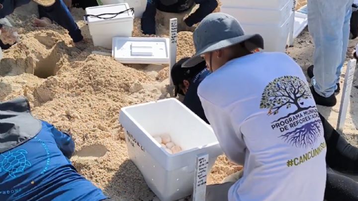 Huracán Beryl: Resguardan 105 mil huevos de tortuga en Cancún, ¿Qué cuidado se les dará?