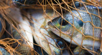 Pesca, agricultura y ganadería impulsan economía de Tamaulipas