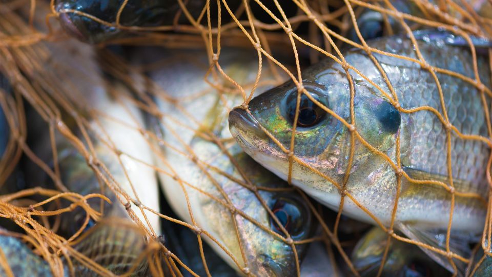 La pesca es una de las actividades que mayores beneficios traen a Tamaulipas