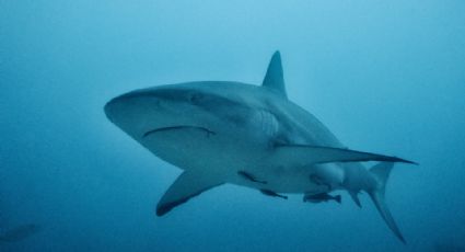 Tiburón ataca a pescador en remota playa de Australia