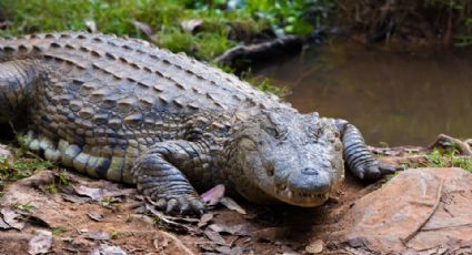 Hallan muerta a niña que se metió a arroyo infestado por cocodrilos en Australia