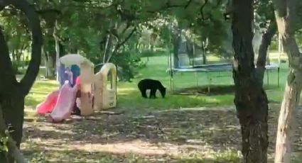 Oso causa movilización en la Carretera Nacional