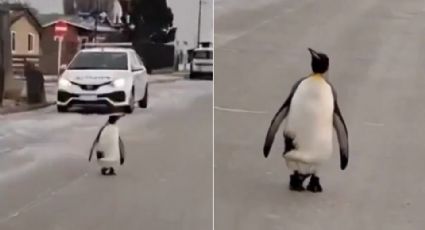 Captan a pingüino paseando en calles de Argentina